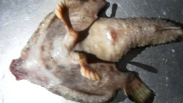 Tu stii cum arata cel mai ciudat peste din lume? E aproape uman!