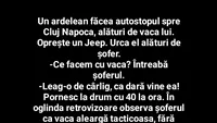 BANC | Un ardelean făcea autostopul spre Cluj-Napoca, alături de vaca lui