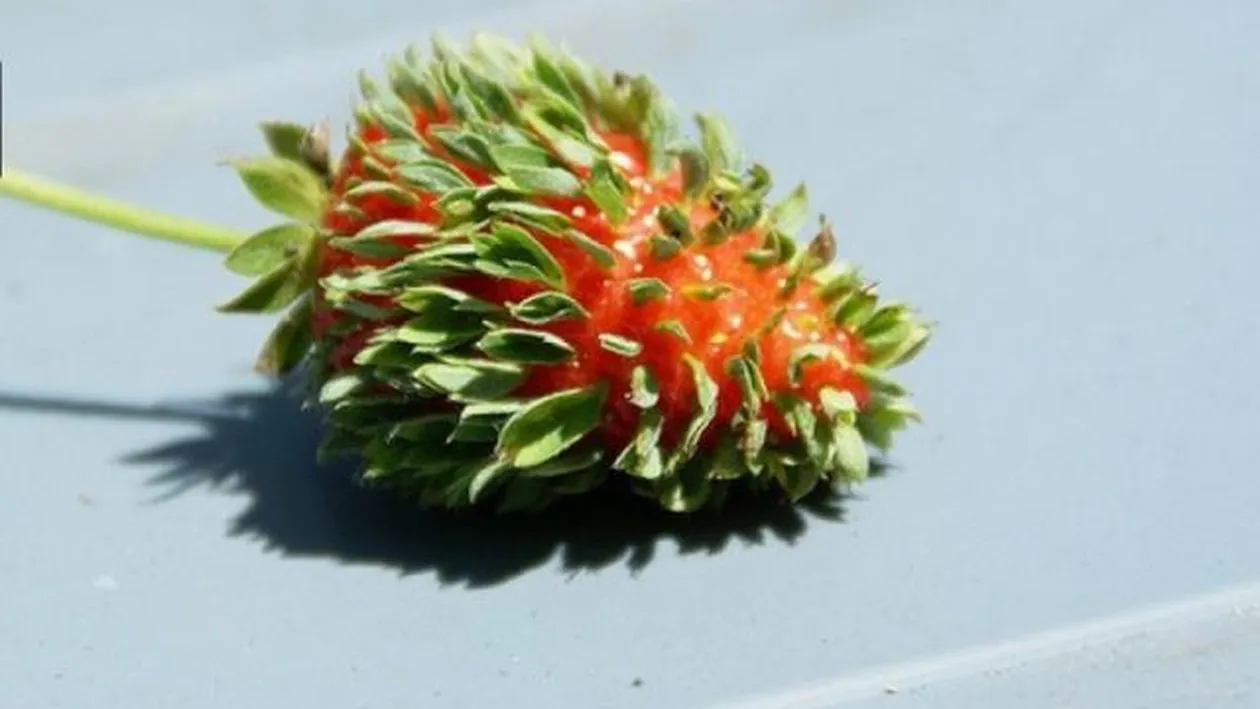 Cele mai CIUDATE flori şi fruncte cresc în Japonia. Ce s-a întâmplat cu natura după explozia de la Fukushima