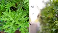 Planta care te ajută să scapi de țânțari, atât în interior, cât și în exterior. Se întreține foarte ușor și gonește practic insectele