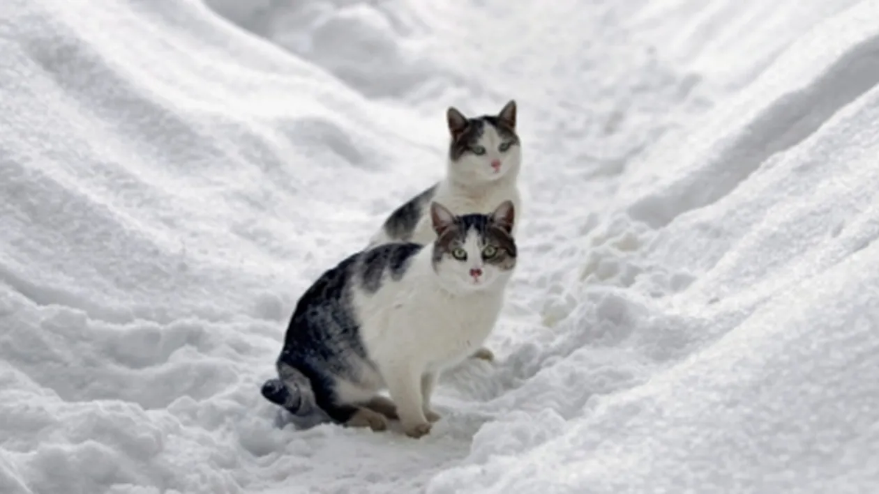 Vremea urata nu se da plecata! REVIN NINSORILE de saptamana viitoare