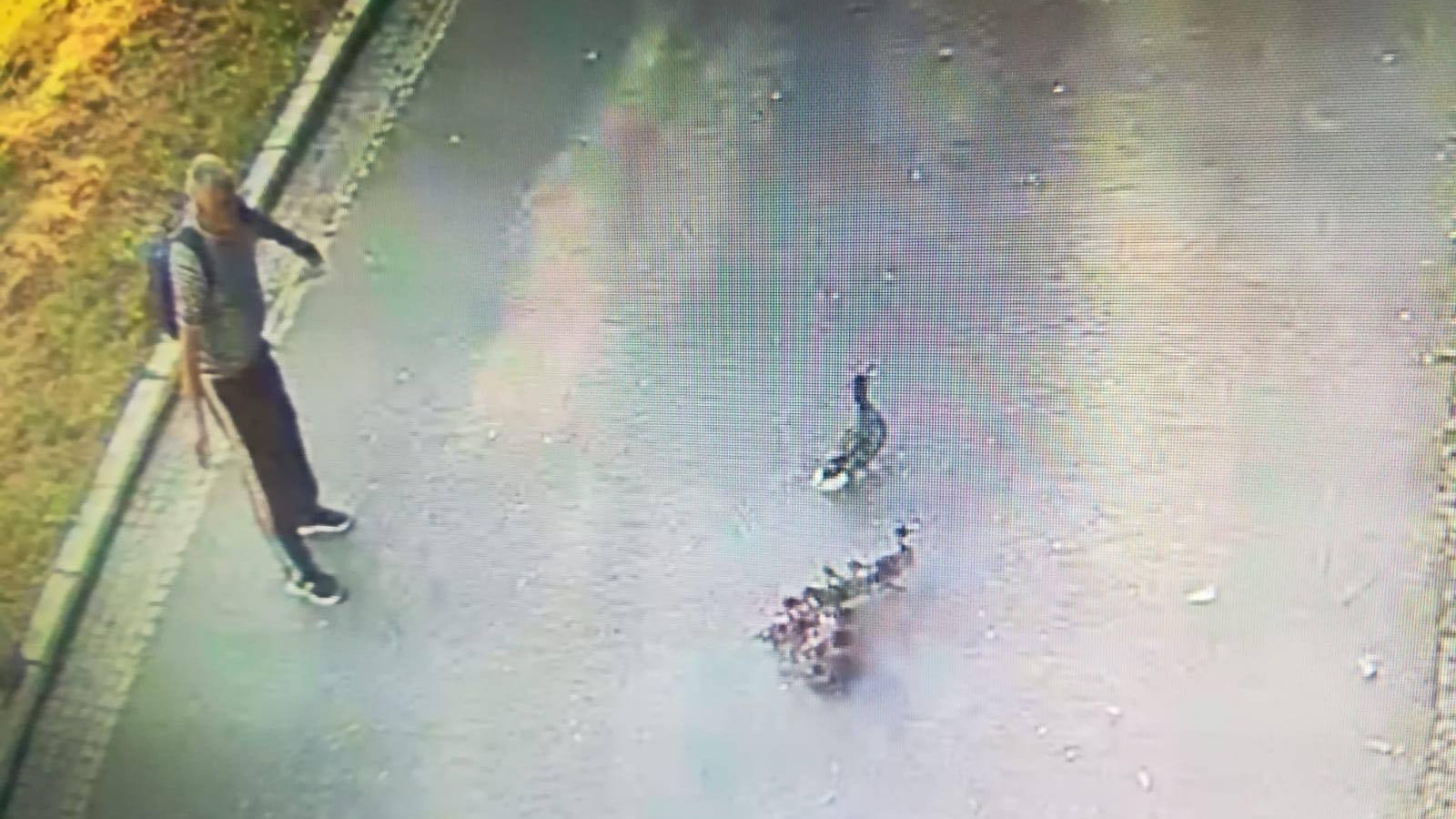 Bărbat filmat când fura o rață dintr-un parc craiovean. Ce le-a spus polițiștilor