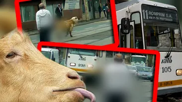 Soferilor care au trecut prin Giulesti nu le-a venit sa creada ce facea acest barbat cu o capra pe linia tramvaiului 11!