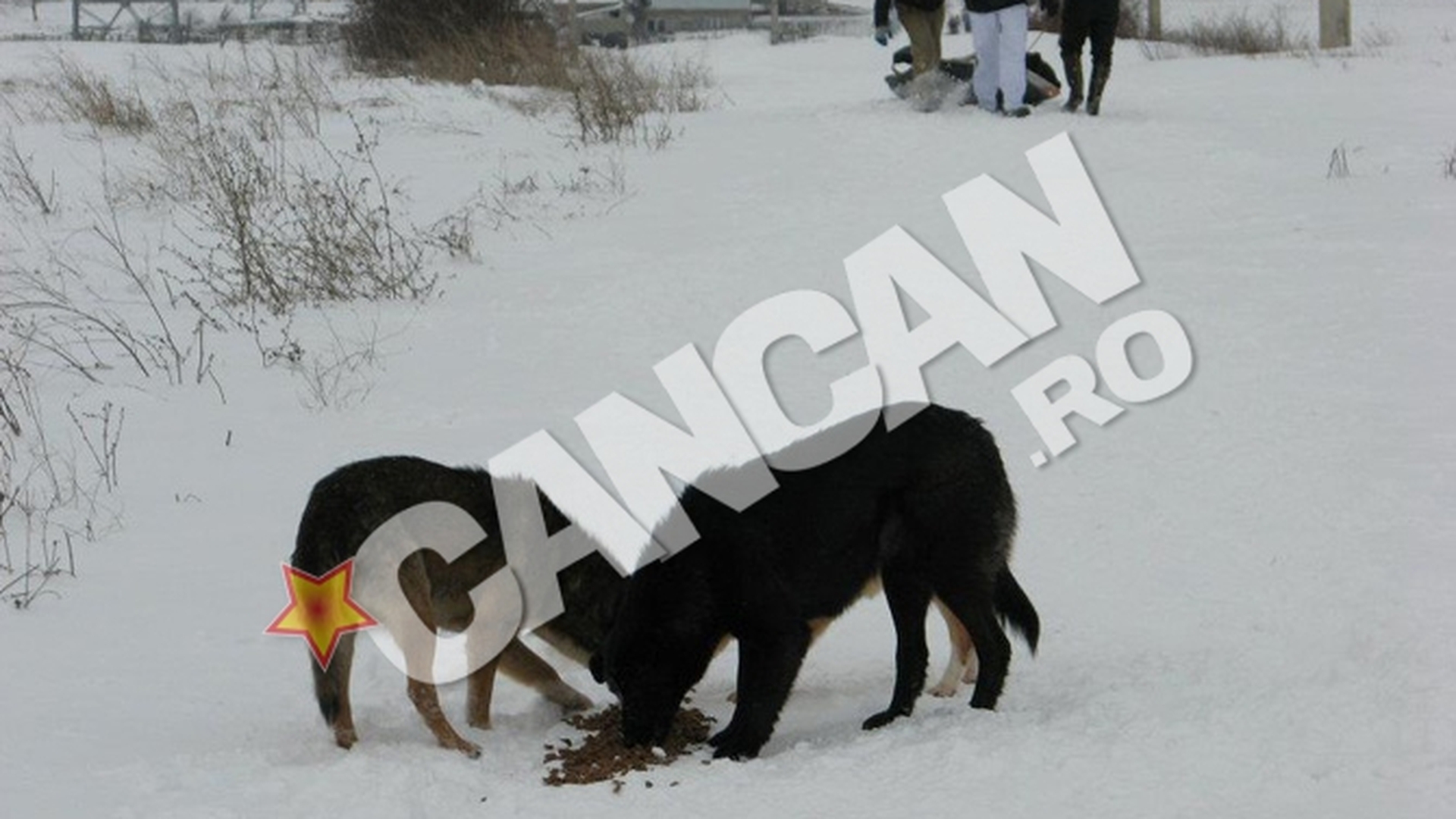 Efort supraomenesc pentru salvarea cainilor comunitari din adapostul de la Glina! Voluntarii au carat prin zapezi 650 de kilograme de mancare pentru maidanezi!