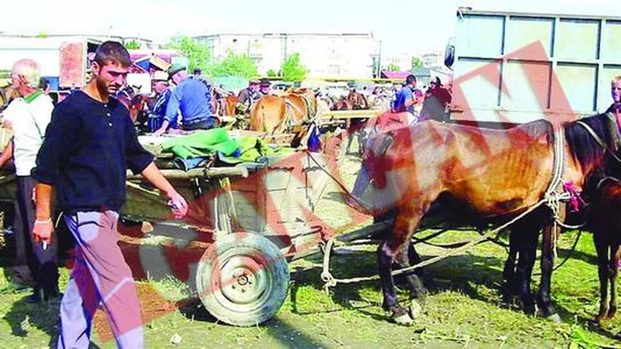 Cai vanduti la pretul unui cartus de tigari