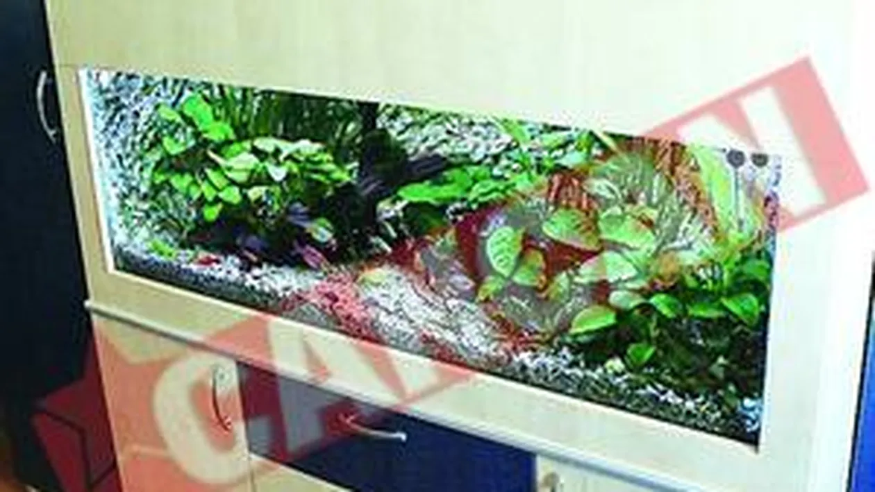 Face masinute din arcuri si rotite de ceas