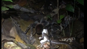 Ce au descoperit cercetătorii în pădurea tropicală amazoniană. Au rămas fără cuvinte când au văzut scena