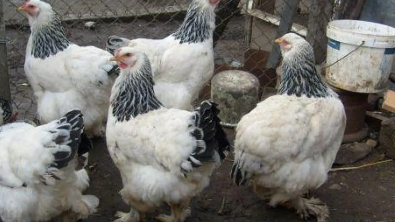 Fetiță de 10 ani, îmbătrânită cu doi ani de hormonii din carne