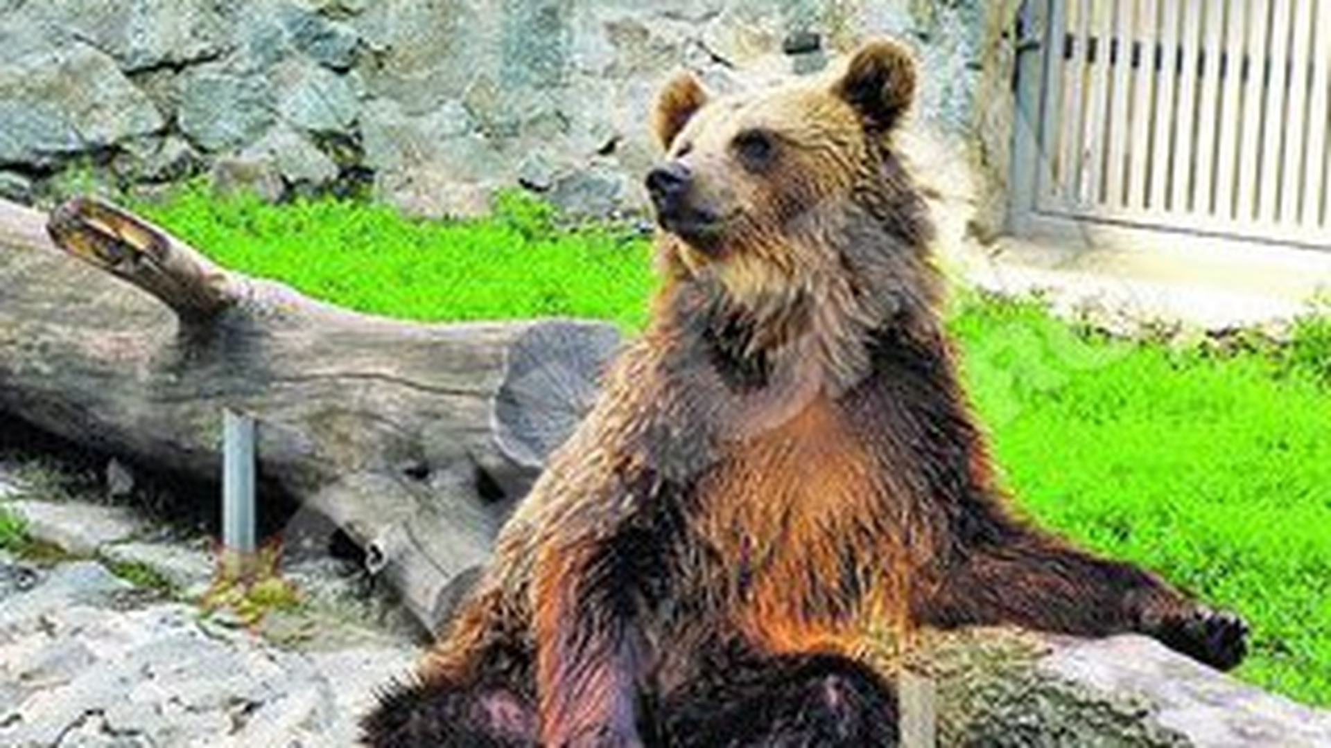 Disperare la Zoo din Timisoara! Ursul Martin, prea activ sexual