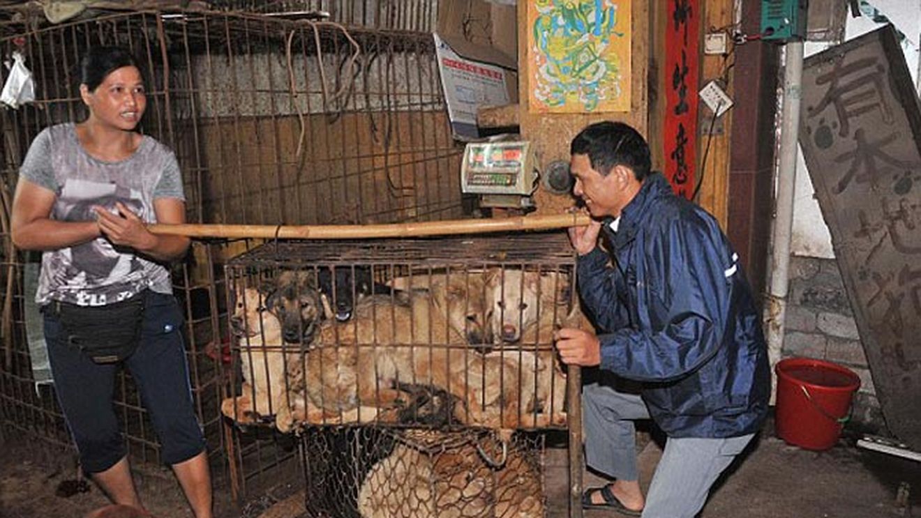 Imaginile care te vor face sa vomiti! Uite cum sunt transati, jupuiuti si fierti pentru a fi gatiti cainii si pisicile in China - Credeai ca-i doar un mit, dar cu 6 dolari iti cumperi un picior de caine - Foto Socant