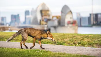 Schimbarea nevăzută din orașe: animalele urbane ”se civilizează” și se comportă asemănător