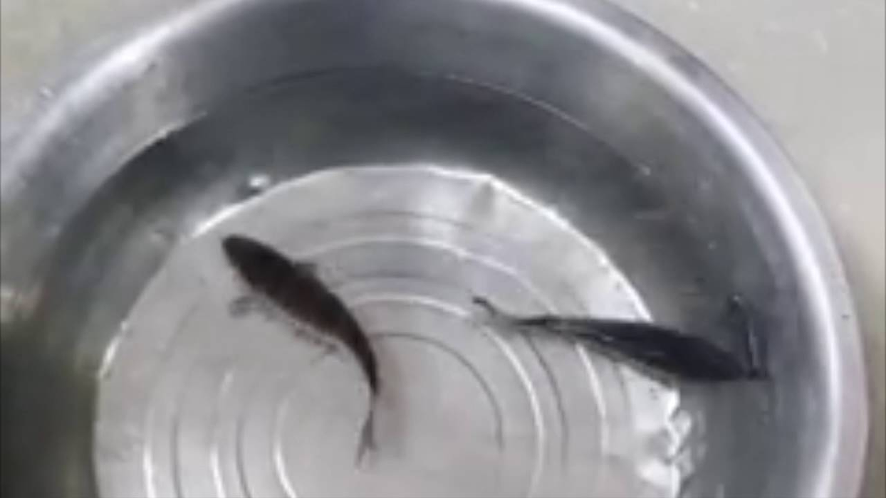 A luat câţiva peşti îngheţaţi pe care i-a pus în apă. Ce se întâmplă în doar câteva secunde a şocat pe toată lumea, iar imagini au devenit virale