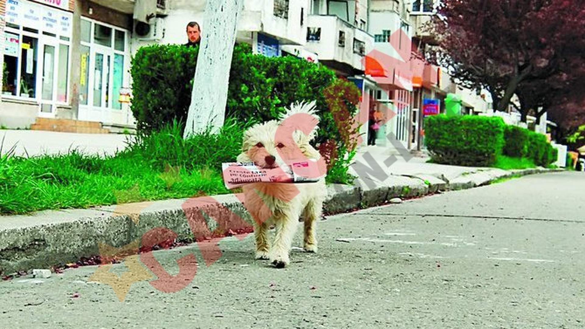 Ham! Ham! Ti-am adus ziarul