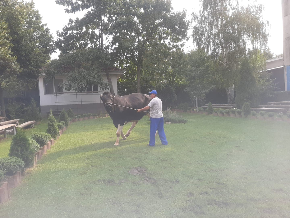 Am pătruns în „fabrica” de tauri comunali. Ce performanțe au Amadeo, Darius și Ahile 