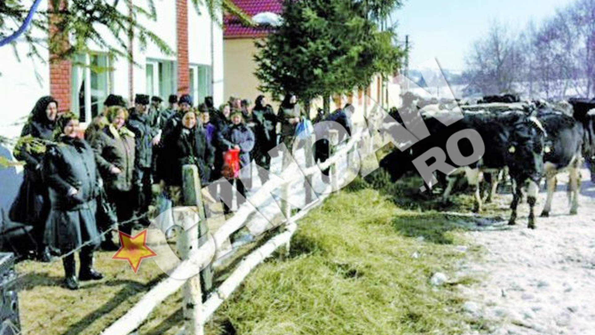 Cadou patruped oferit de Ziua Femeii in judetul Cluj! Vacute irlandeze pentru satencele harnice din Rasca