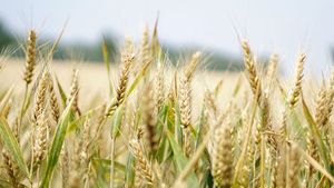 România a luat decizia! Unde vor ajunge 20 de kilograme de semințe din rezerva statului