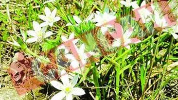 Merele padurete te scapa de tristete