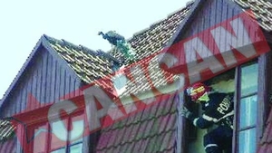 Paunul Sarshu i-a fugarit pe pompierii timisoreni