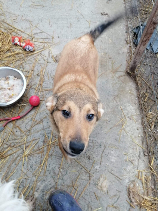 Câinii salvați de Maria ajung să fie adoptați și în străinătate