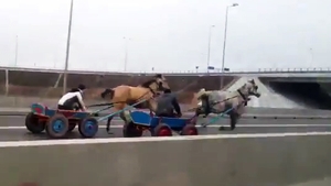 Au doi cai putere si alearga de mama focului. Intrecere de…carute pe Autostrada Soarelui