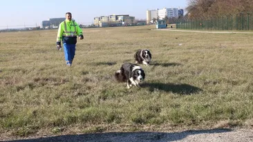 Ei sunt Taz si Luca, doi dintre cainii care alearga pasarile de pe Aeroportul “Henri Coanda”!