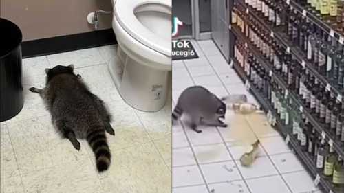 Un raton beat a ajuns viral pe TikTok, după ce a vandalizat un magazin. A dat gata romul, apoi a leșinat în toaletă