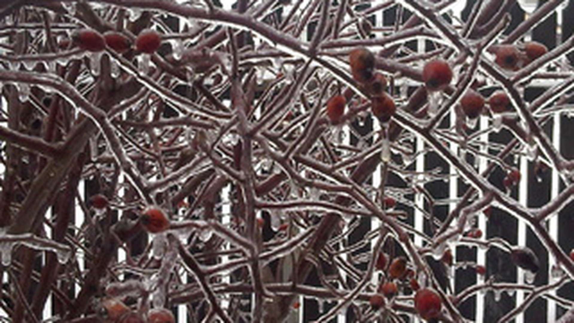 Freezing rain sau ploaia inghetata, fenomenul intre dezastru si opere de arta! Daca ati surprins imagini spectaculoase, trimiteti-le pe adresa redactiei noastre!