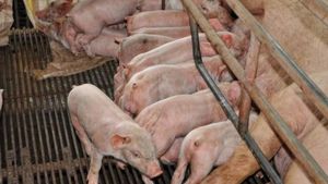 Focar de pestă porcină în Mehedinţi! 4.000 de porci vor fi ucişi