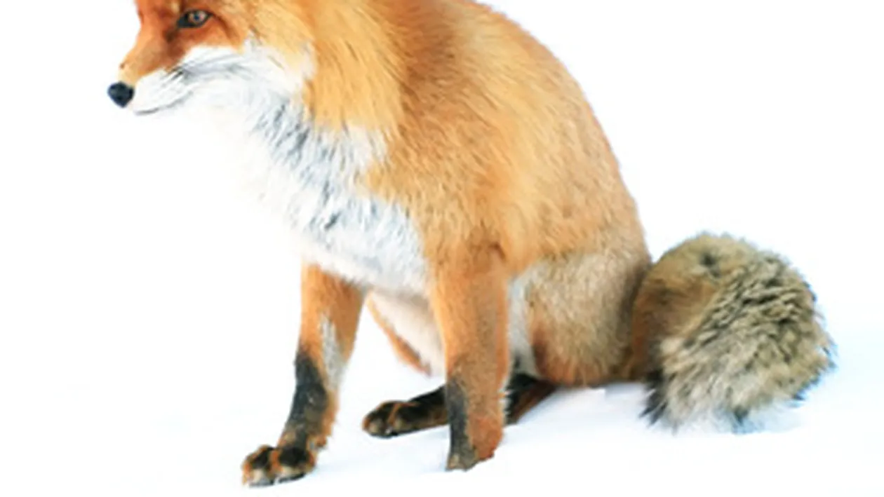 Un vanator din Bailesti si-a impuscat din greseala un coleg!