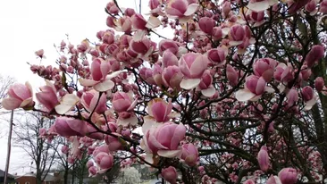 PROGNOZA METEO 2018. Când scăpăm de iarnă, de fapt. Meteorologii au spus cum va fi vremea în această primăvară