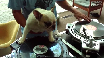 VIDEO IMPRESIONANT! DJ-ul patruped canta mixeaza la platane