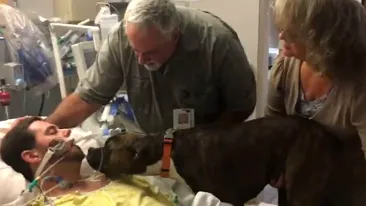 VIDEO EMOŢIONANT! Un câine, sfâşiat de durere pe patul de spital îşi ia rămas bun de stăpânul lui, care a suferit o hemoragie celebrală fatală