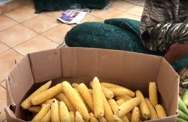 După ce vei vedea asta, nu vei mai mânca niciodată! Cum e pregătit, de fapt, porumbul fiert vândut pe plajele de lux din Mamaia