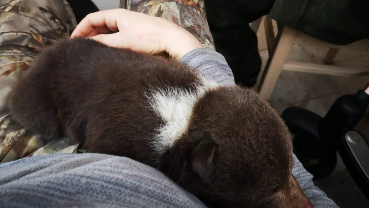 Imagini emoționante. Pui de urs nou-născut, salvat din mijlocul unei exploatări forestiere. FOTO