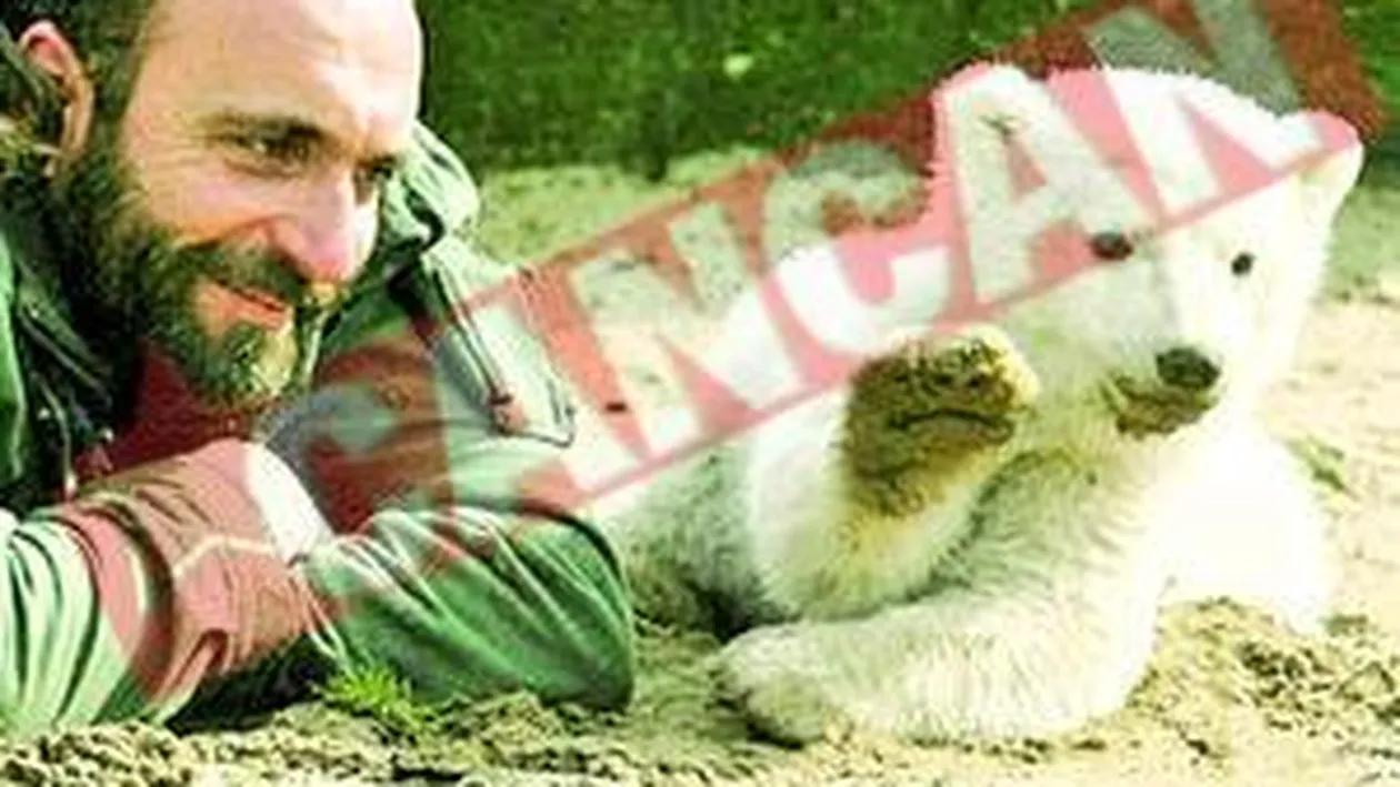 Ursuletul Knut a ramas orfan