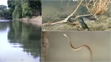 Panică în Timișoara. A fost surprinsă o invazie de șerpi pe malul râului Bega