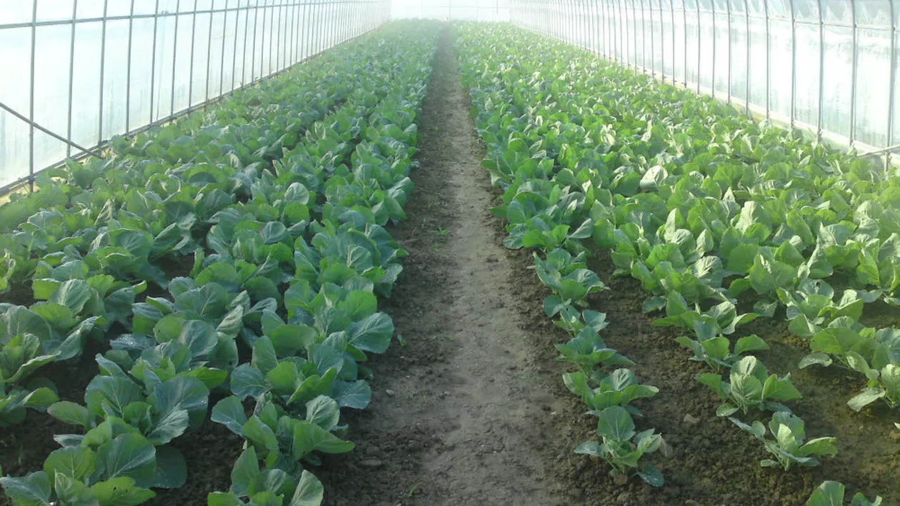 Planul secret al chinezilor: vor sa planteze legume pe Marte. Urmeaza si o piata de desfacere acolo?