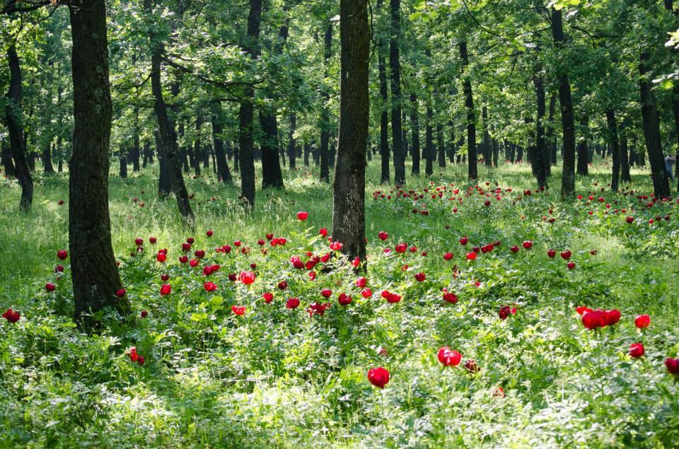 Bujorii de la Plenița, o minune a naturii
