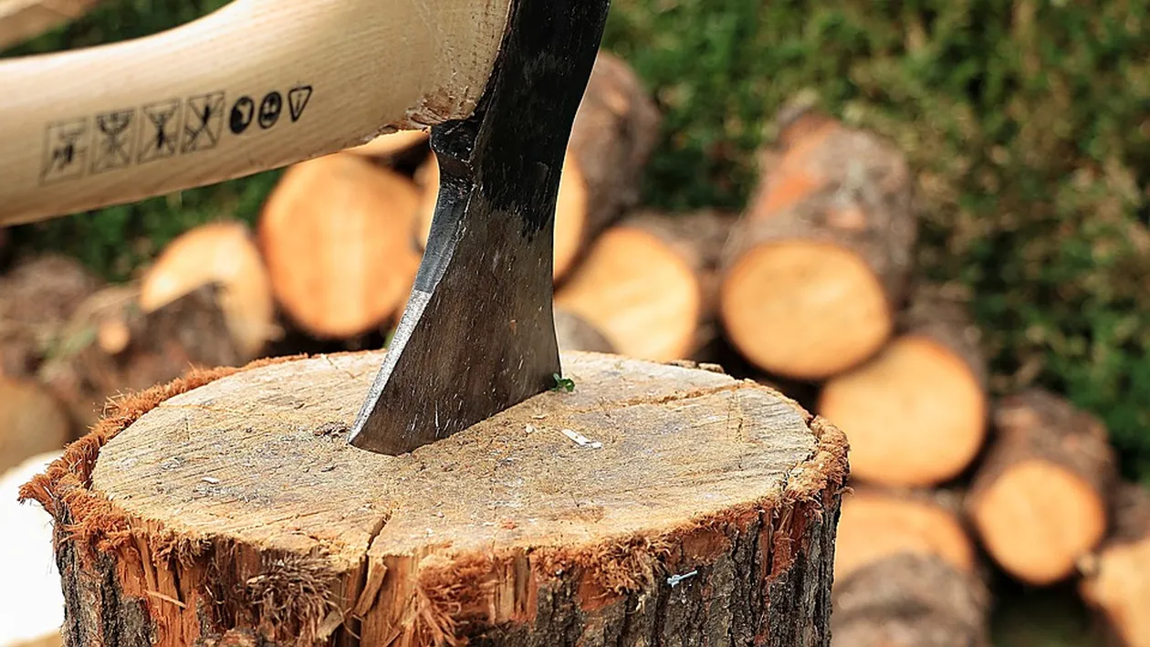 Culmea hoției! Lemn tăiat ilegal și transportat chiar în curtea Poliției