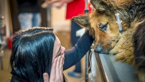 Acest câine maidanez a fost mutilat cu atât de multă cruzime, încât povestea a lăsat pe toată lumea în lacrimi! Cel din spatele atacului a fost numit „Măcelarul din Bucureşti“