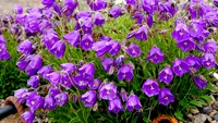 Campanula, cea mai specială floare. Cum se îngrijeşte planta care arată ca un clopoţel