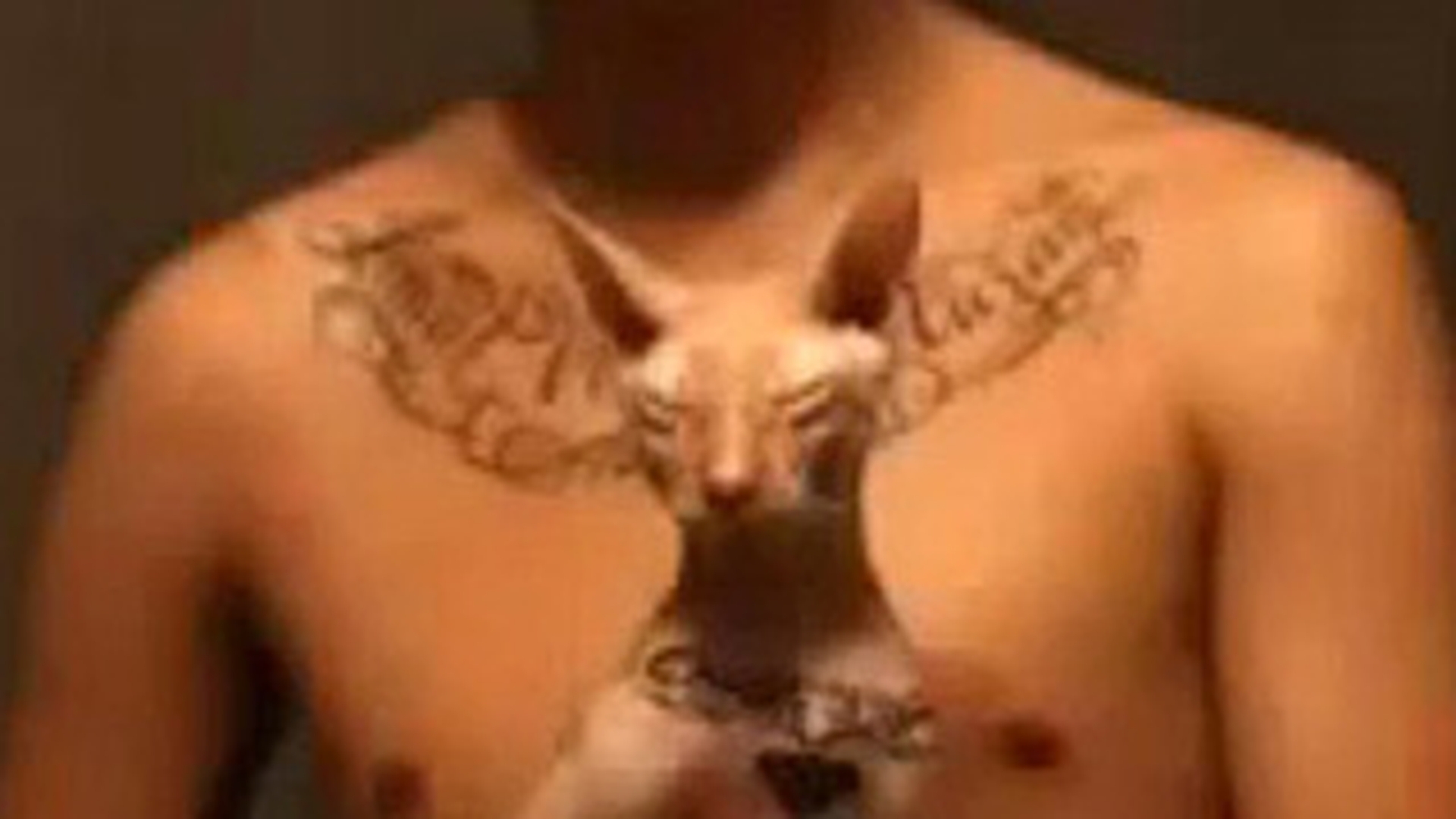 Nebunul asta si-a tatuat pisica! Uite cum a chinuit bietul animal!