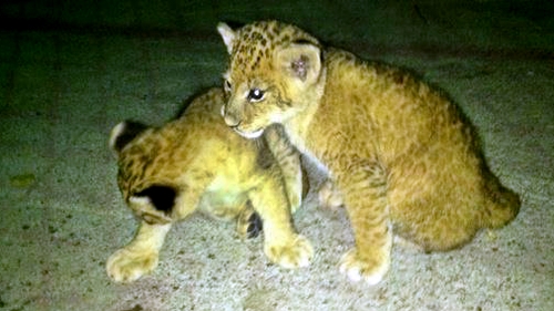 Imagini de colectie cu animalele lui Nutu Camataru. Vezi cum aratau leii si ursii cand erau pui