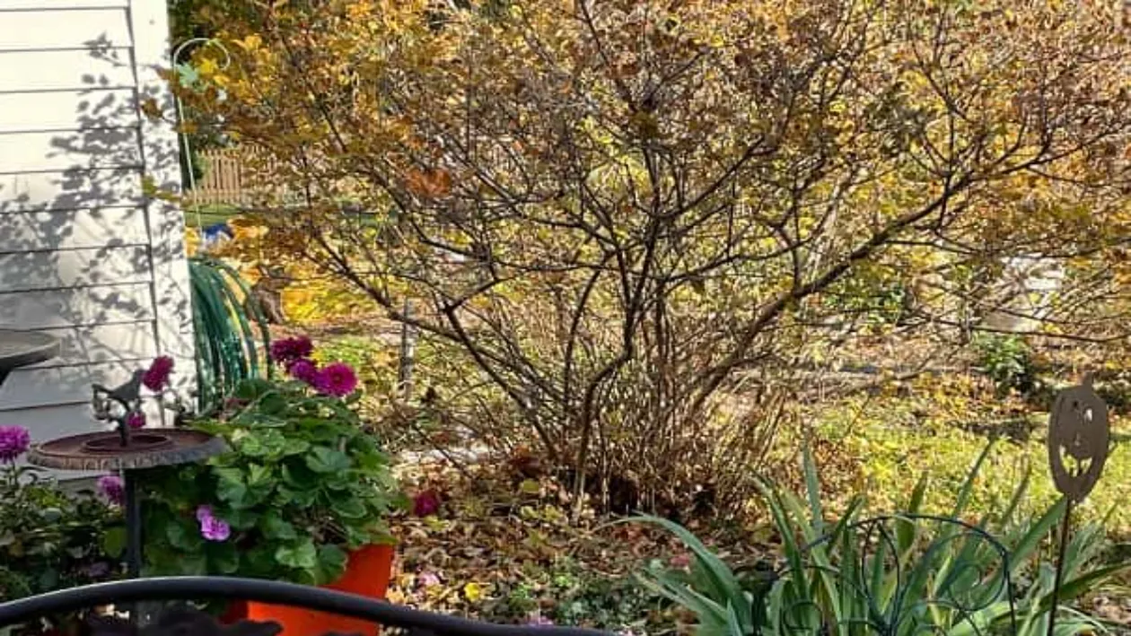 Iluzie optică fabuloasă | Găseşte câinele ascuns în imagine în maximum 11 secunde şi eşti un geniu