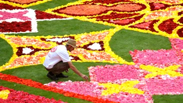Covor imens de begonii la Bruxelles