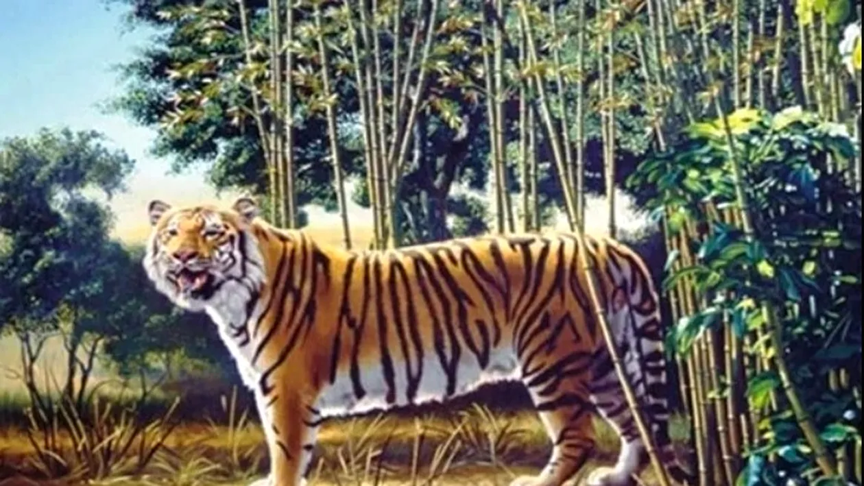 Iluzia optică a zilei | Unde se află al doilea tigru, ascuns în această imagine? Se dă şi un indiciu surprinzător. Doar 1% poate rezolva acest test