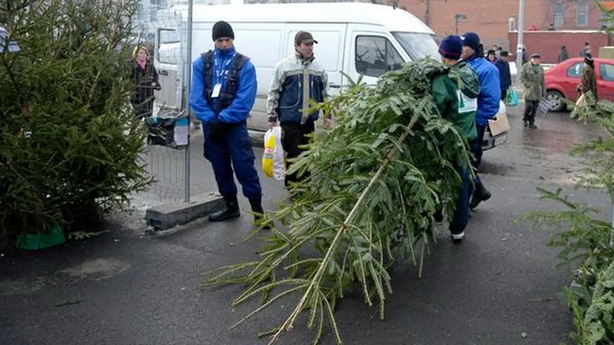 CRACIUN 2013. Cat ne costa anul acesta BRADUL DE CRACIUN