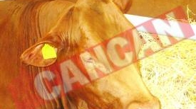Cele mai frumoase vaci din Romania