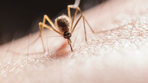 Planta care ține insectele la distanță și parfumează interiorul. Efectele sunt foarte rapide