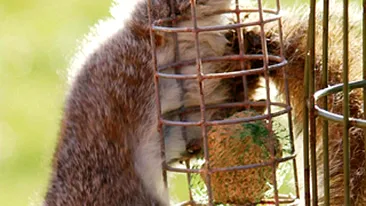 O veverita a dat navala in mancarea pasarilor